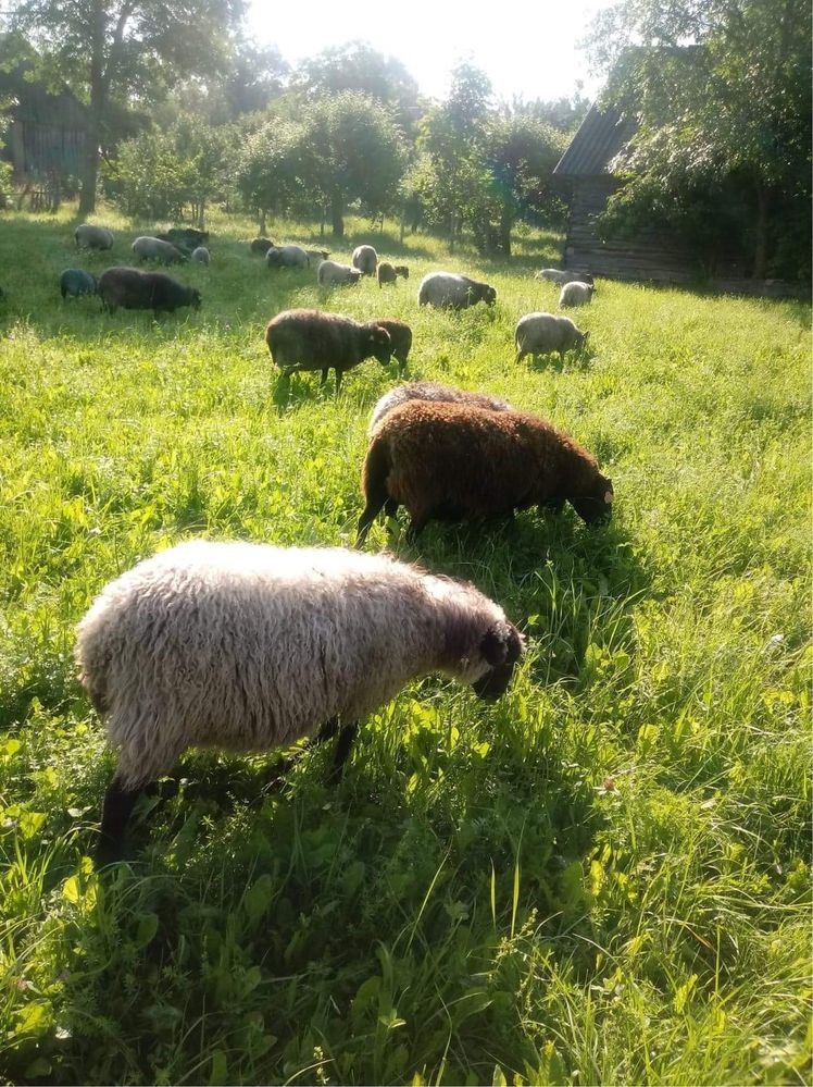 Owce, Barany oraz jagnięta wrzosówki