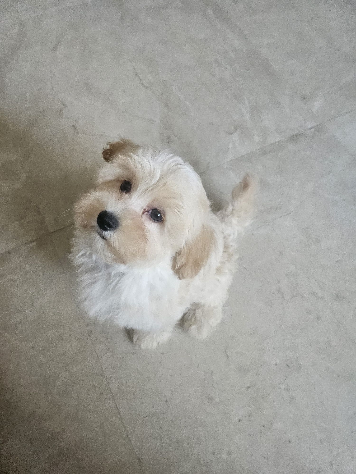Chłopiec maltipoo