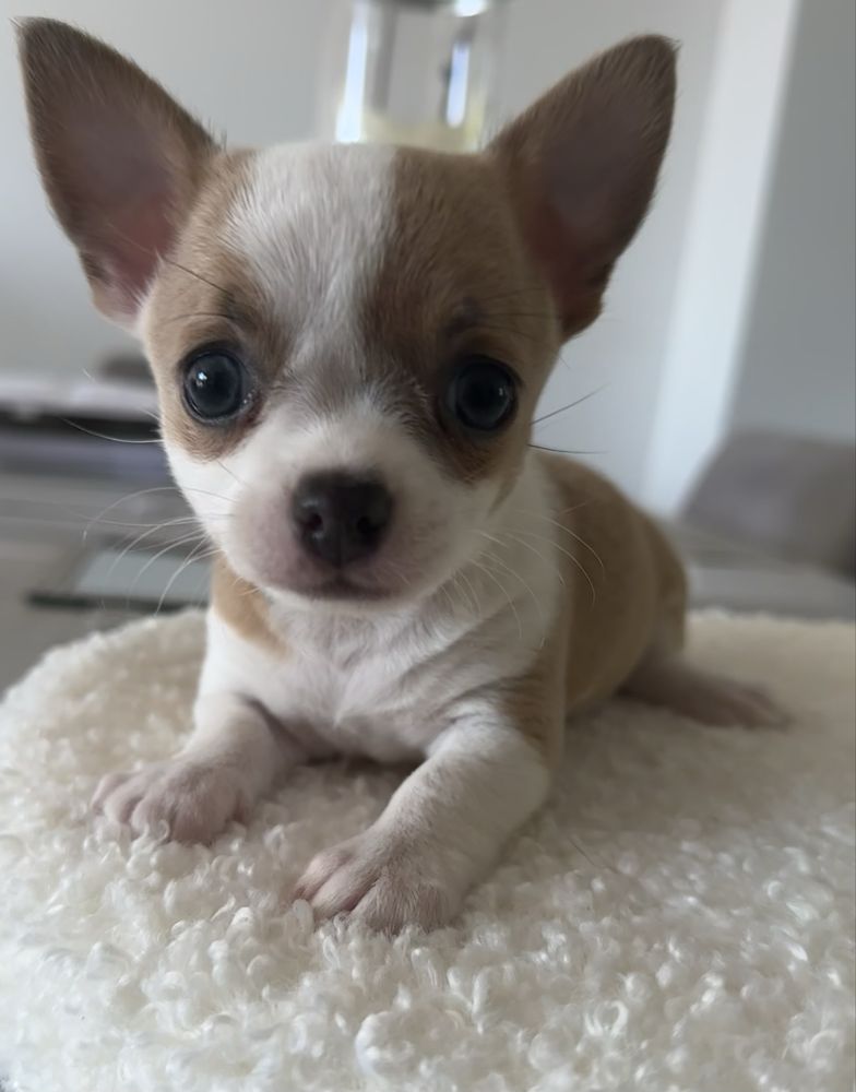 Chihuahua MILKY WAY chlopczyk