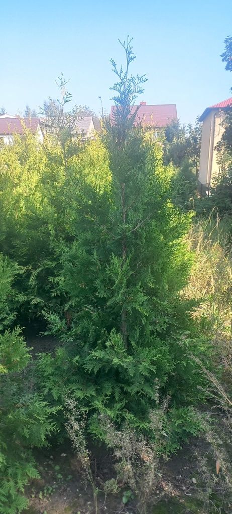 Tuja brabant salant 180 cm PROMOCJA 25 zł