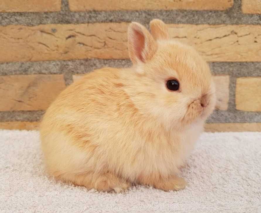 KIT Coelhos anões angorá e holandês mini, coelhinhos muito dóceis