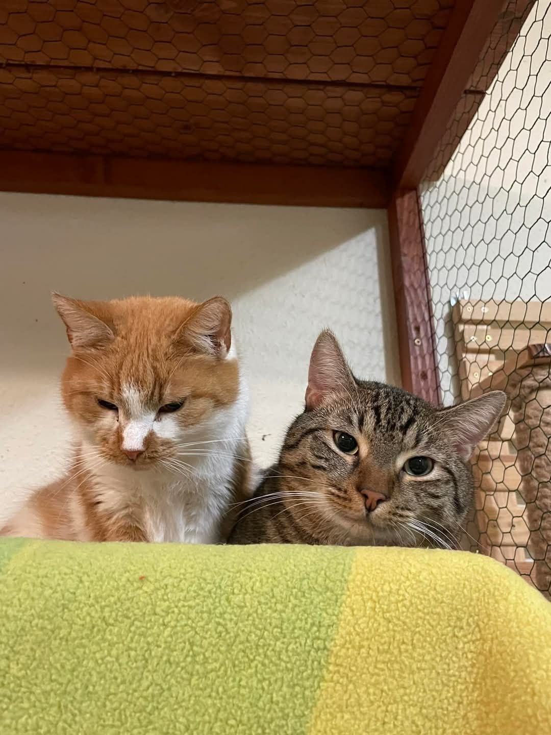Bolero, puchaty kotek do adopcji / Adopcja kota