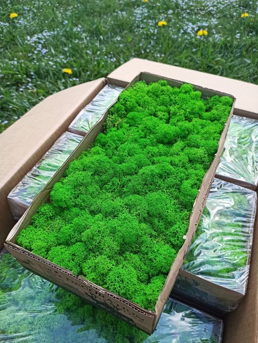 Стабілізований мох ягель 0,5 кг