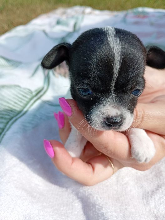Chłopiec chihuahua
