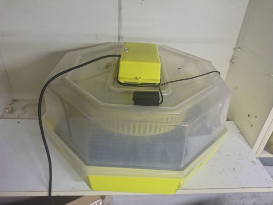 Inkubator Cleo 5 z tacka.