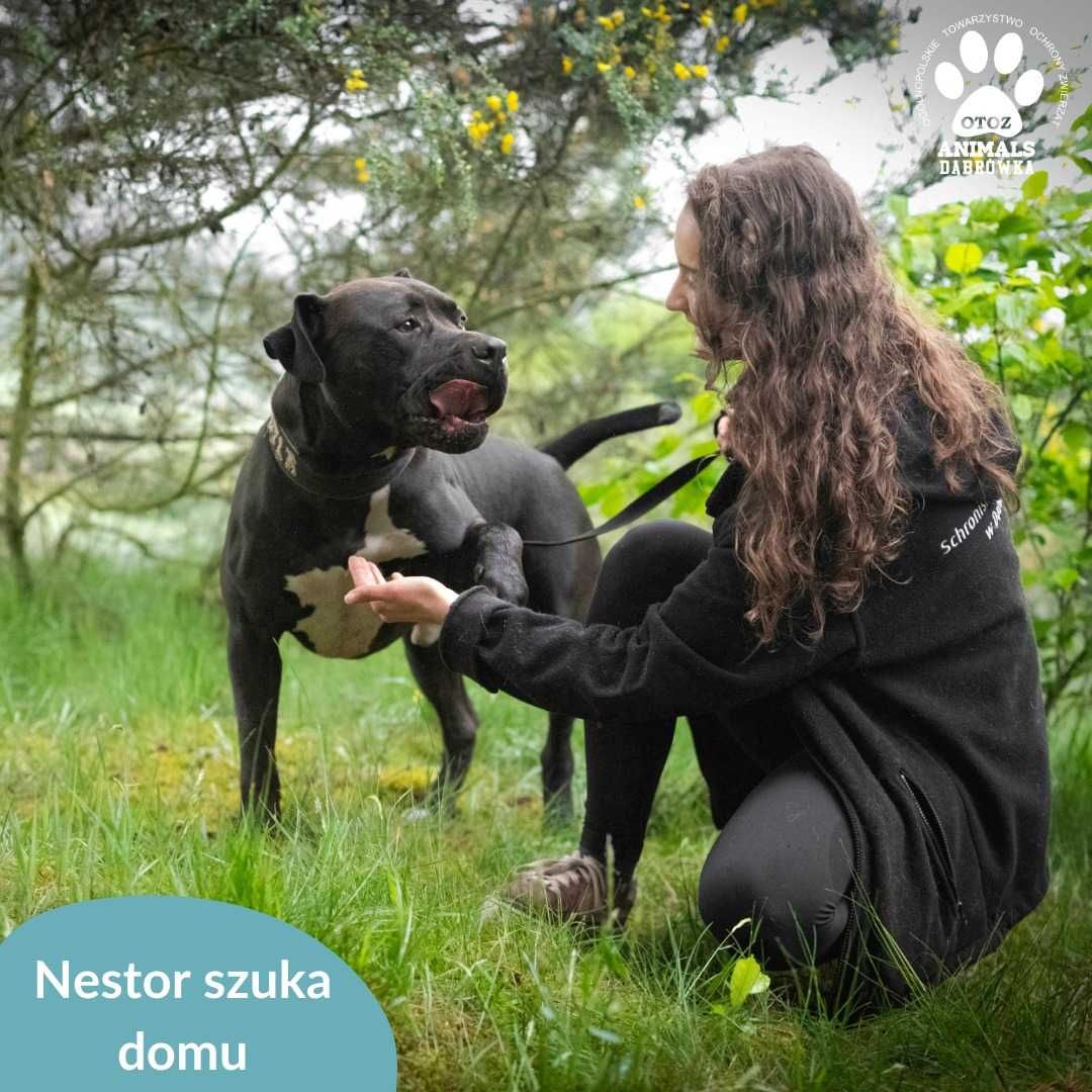 Nestor szuka kochającej rodziny!