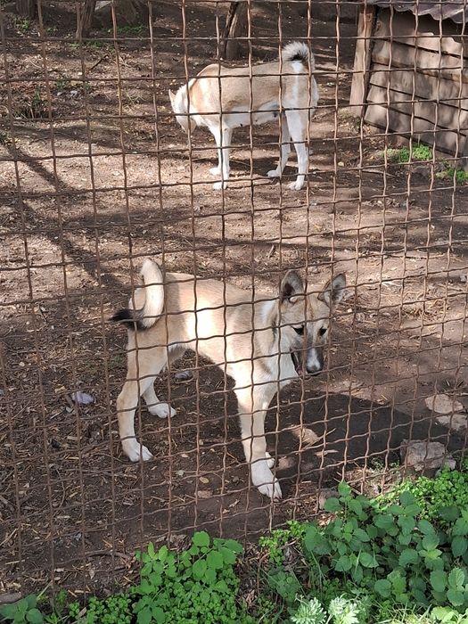 Цуценята західно-сибірської лайки щенки западно-сибирской лайки