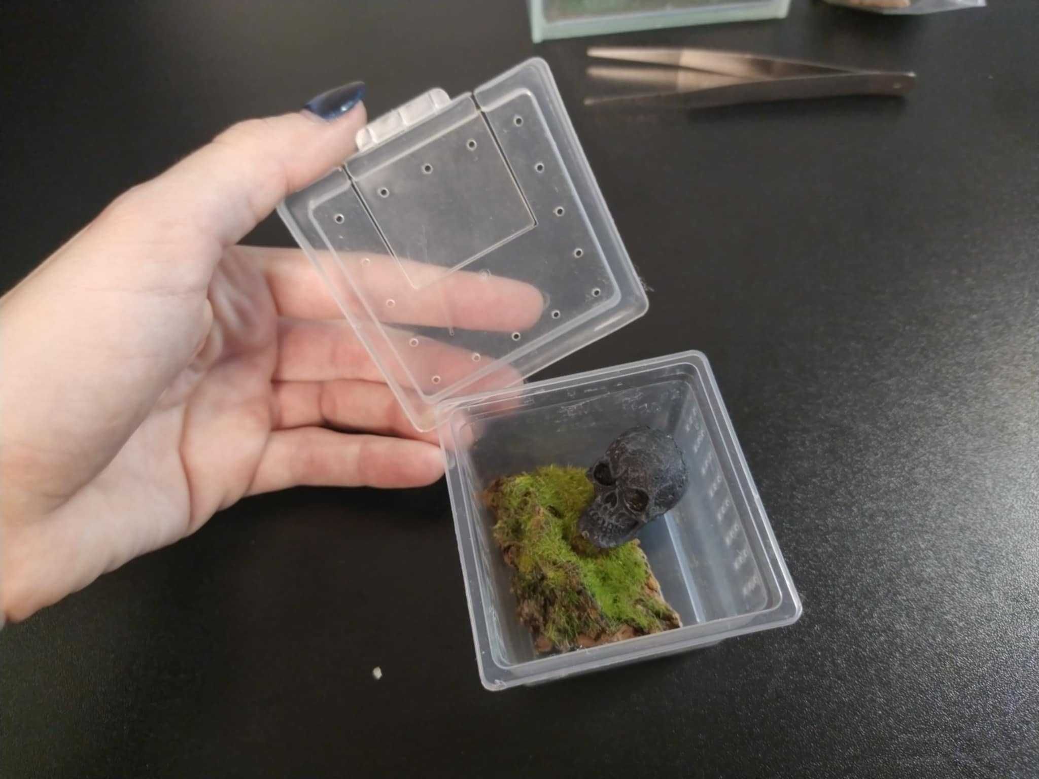 Terrarium 10x10x10h z wystrojem dla Skakuna