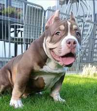 American Bully ABKC pocket pies