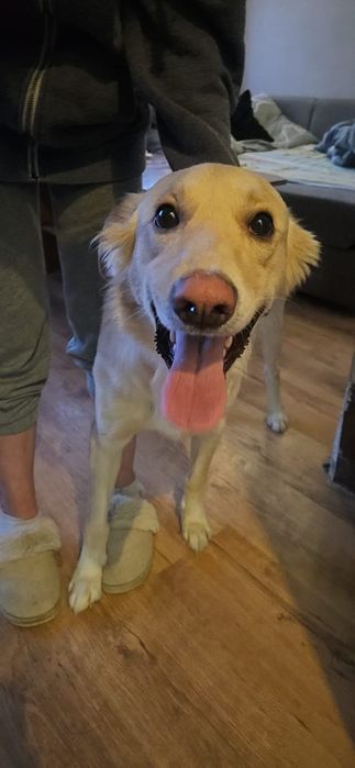 Samiec do adopcji za darmo