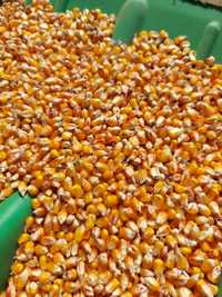kukurydza sucha 10 ton 13% wilgotność