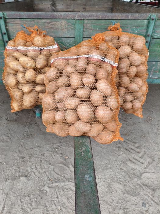Ziemniaki z własnej uprawy 1,50 kg