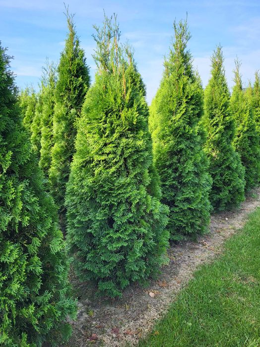 Tuja szmaragd 220 cm cała Polska transport krótkie terminy