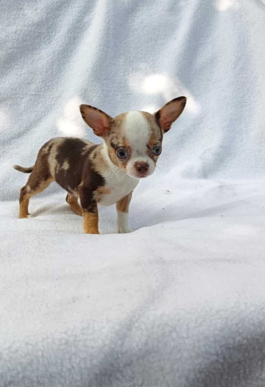 Chihuahua merle piesek z rodowodem