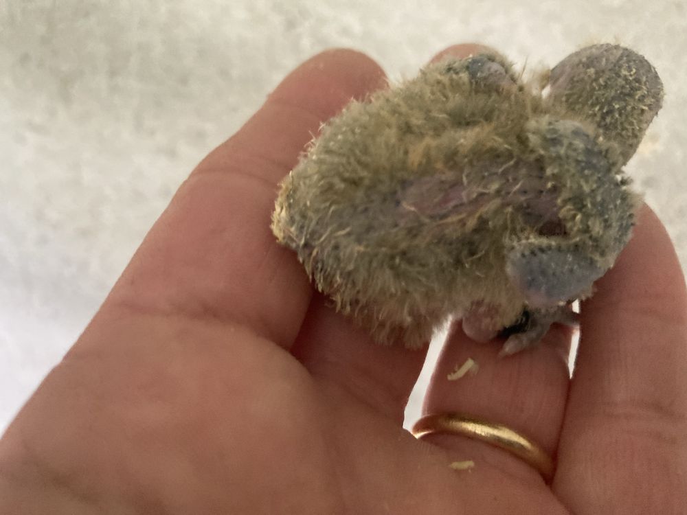 Agapornis para serem criados a mao