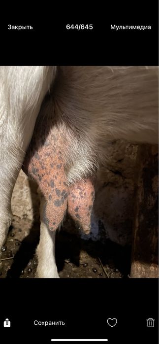 Продаються молоді молочні кози