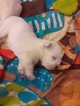 West Highland White Terrier-wolny piesek