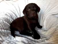 Labrador retriever czekoladowa suczka ZK w P  FCI