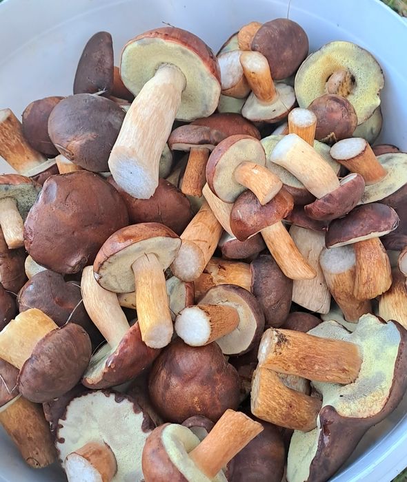 Grzybki / wiaderko / świeże / podgrzybek / octowki