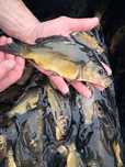 Karp 15-20cm narybek kroczek