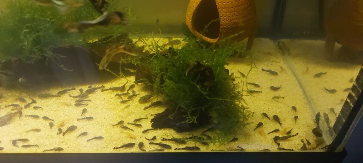 Ancistrus SP// Kribensis // Valisneria