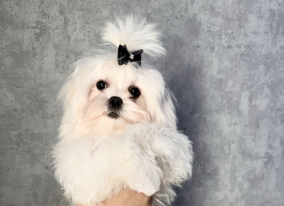 Maltańczyk fci ZKwP