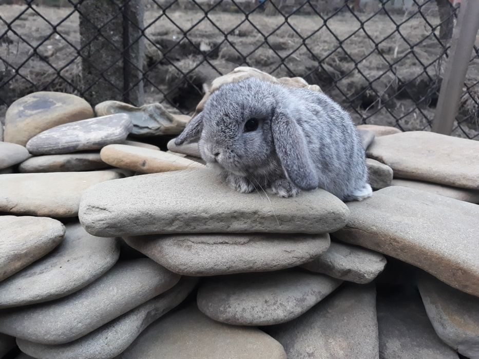 Królik karzełek baranek szynszyla młody mini lop