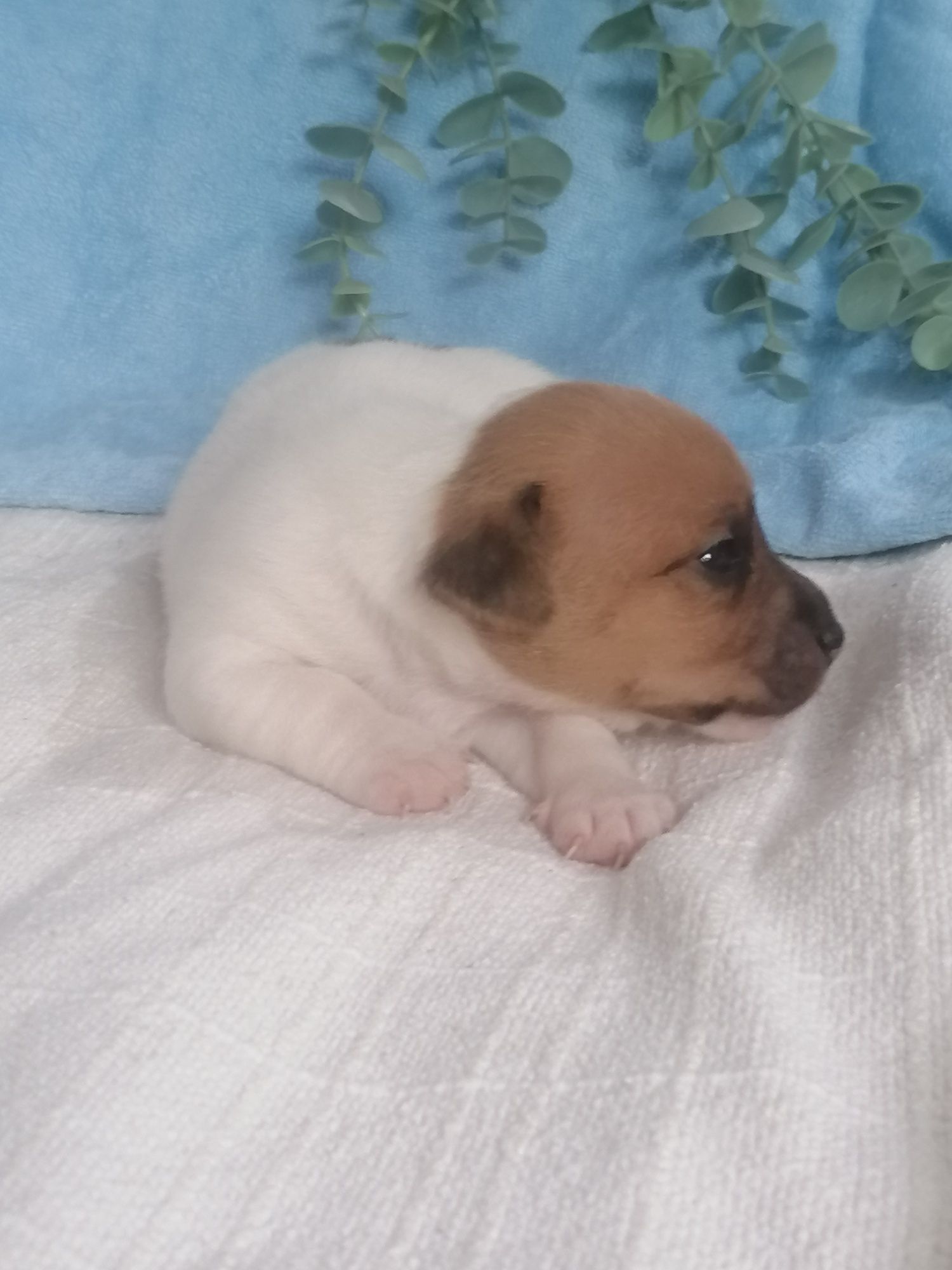 Jak Russell terrier