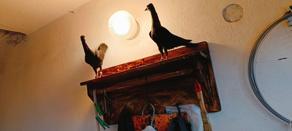 Sprzedam Wiedeńskie z roku 2025 /2024.