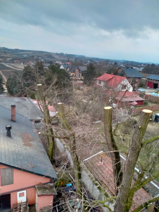 Wycinka drzew trudnych