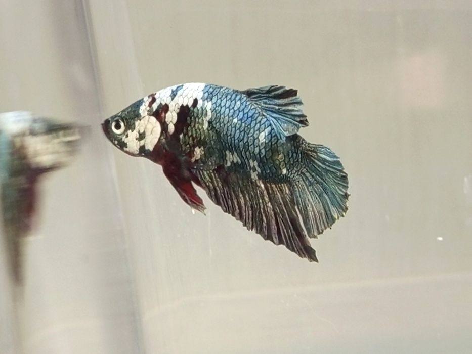 Bojownik koi marble plakat