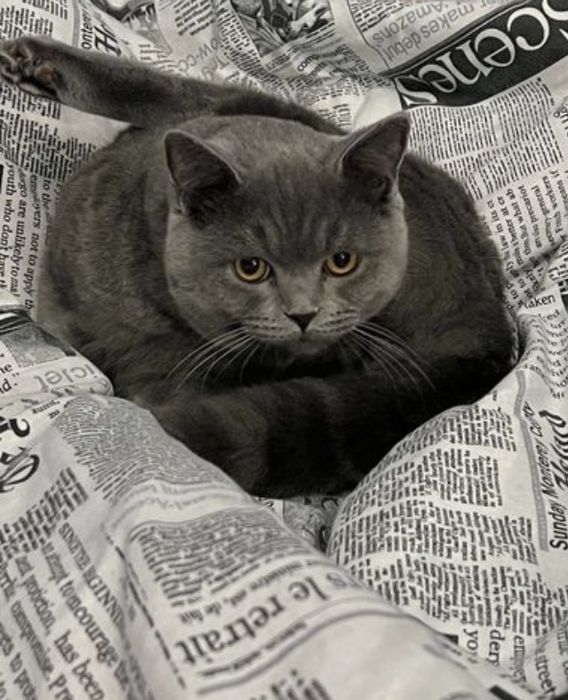 Дівчинка  Брітанска  Лілова 5міс