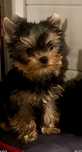 Szczeniak Yorkshire Terrier