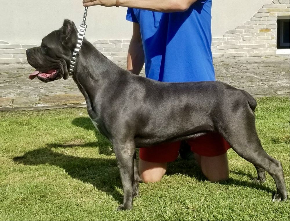 Cane Corso Italiano