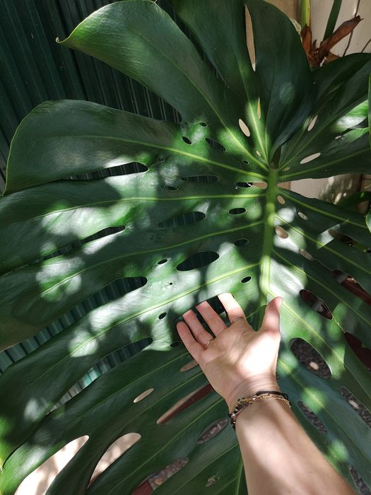 Folhas Naturais Gigantes de Monstera – +50cm – Decoração e Eventos
