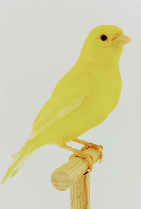 Kanarki sprzedam samice i samce