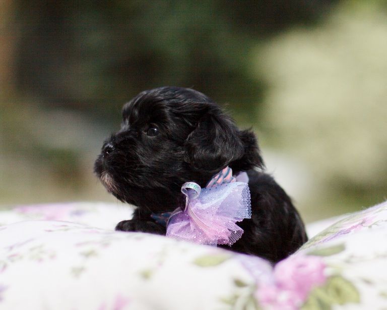 Shihpoo Pudel Maltipoo