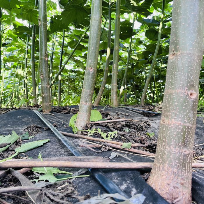 Павловнія трьохрічна промислова, Павловния 5см із Безкоштовною дост