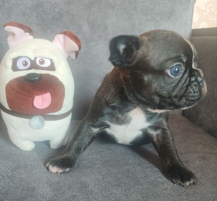 Французский бульдог