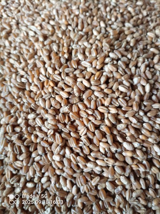 Pszenica ozima Avenue