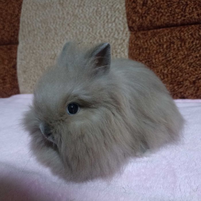 Królik Karzełek Teddy królik Miniaturka gotowe do odbioru króliczki