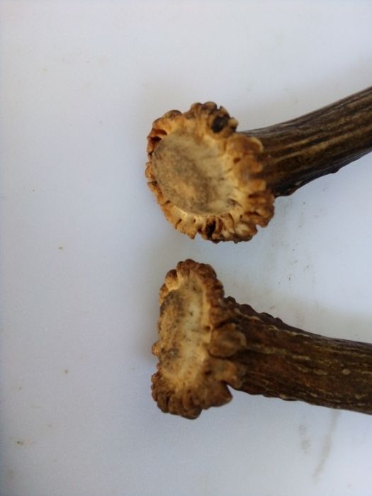 Роги молодого оленя