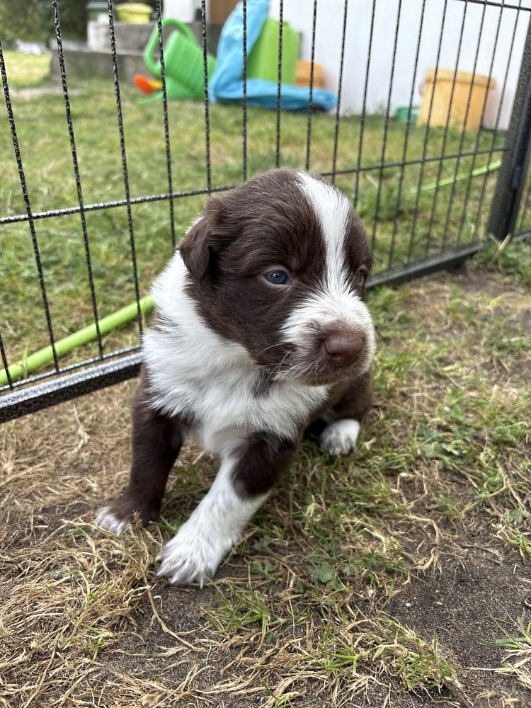 Border Collie czekoladowo-biały piesek