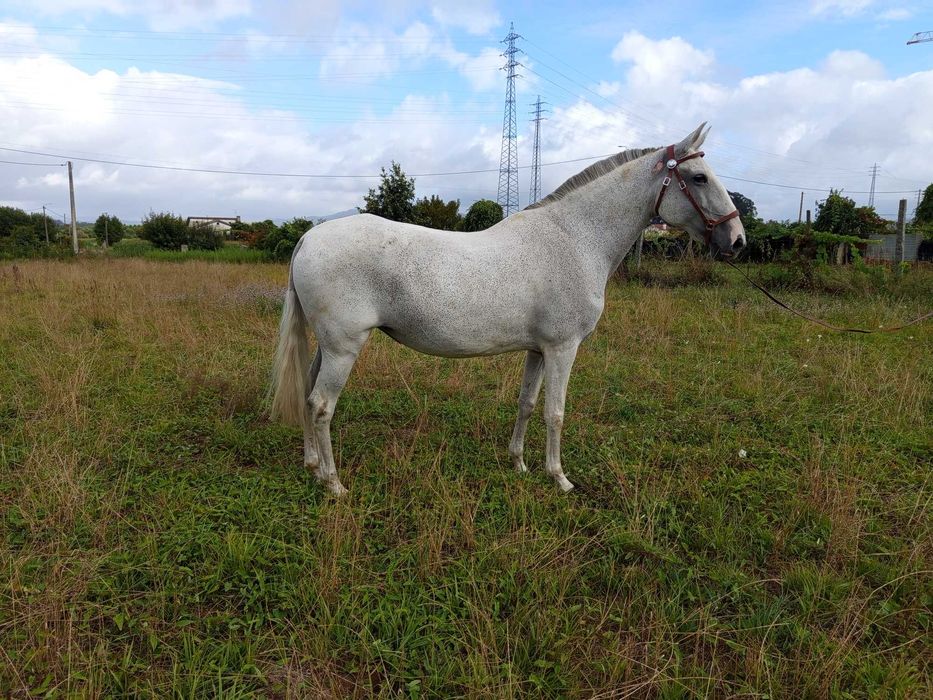 Égua Lusitana Reprodutora