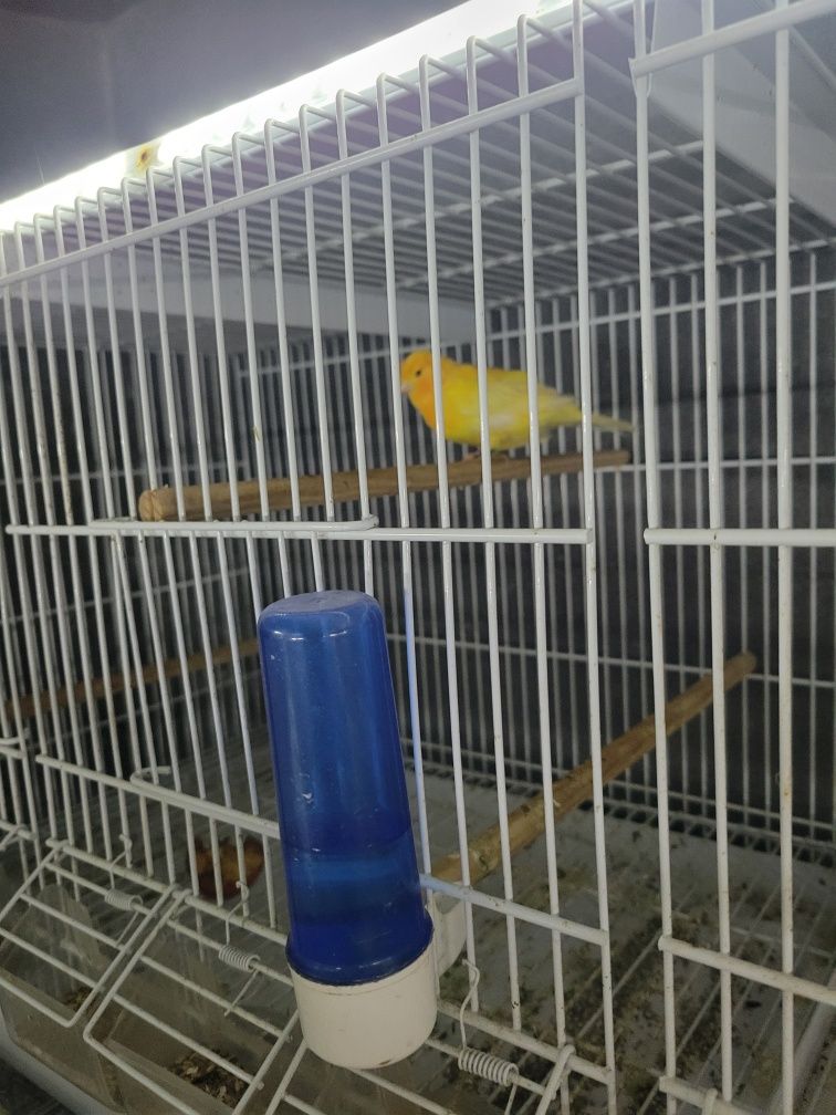 Canários e outras aves disponíveis