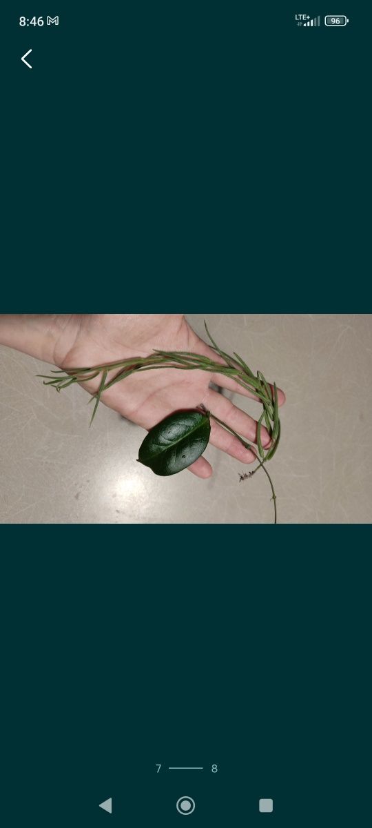 Zestaw hoya hoja