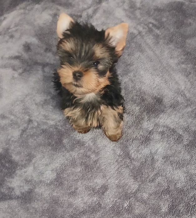 Yorkshire terrier macho puro.