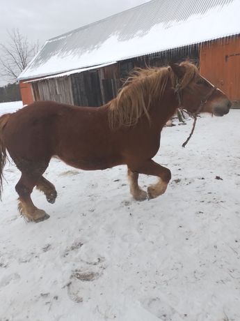 Sprzedam kobyle jak na zdj