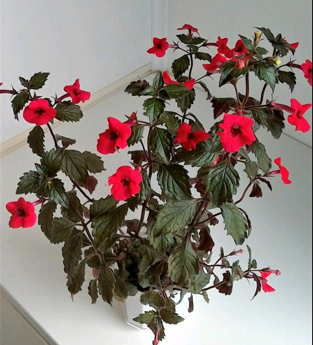 АХИМЕНЕСЫ. Ризомы ахименесов