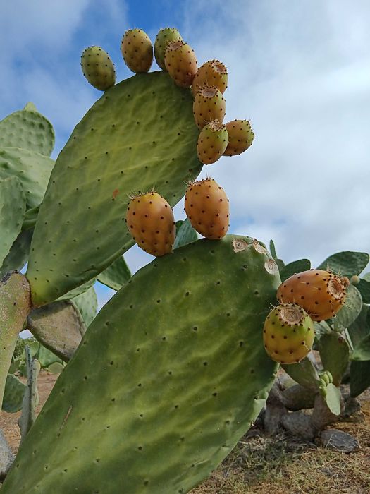 Figo da india laranja, verde e roxo